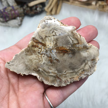 Cargar imagen en el visor de la galería, Petrified Wood Polished Slab #02