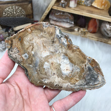 Carica l'immagine nel visualizzatore di Gallery, Petrified Wood Polished Slab #04
