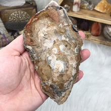 Carica l'immagine nel visualizzatore di Gallery, Petrified Wood Polished Slab #04