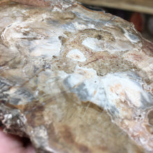 Carica l'immagine nel visualizzatore di Gallery, Petrified Wood Polished Slab #04