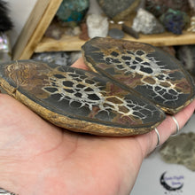 Load image into Gallery viewer, Septarian Nodule Pair #18