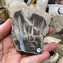 Bild in Galerie-Viewer laden, Petrified Wood Stand #01