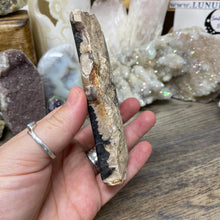 Bild in Galerie-Viewer laden, Petrified Wood Stand #07