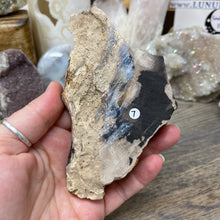 Bild in Galerie-Viewer laden, Petrified Wood Stand #07