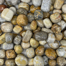 将图像加载到图库查看器中,Fossilized Coral Tumbles