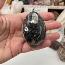Bild in Galerie-Viewer laden, Orthoceras & Goniatite Ammonite Egg #07