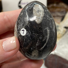 Bild in Galerie-Viewer laden, Orthoceras & Goniatite Ammonite Egg #07