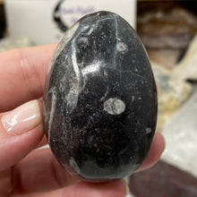 Bild in Galerie-Viewer laden, Orthoceras & Goniatite Ammonite Egg #07