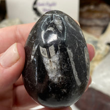 Bild in Galerie-Viewer laden, Orthoceras & Goniatite Ammonite Egg #07