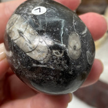Bild in Galerie-Viewer laden, Orthoceras & Goniatite Ammonite Egg #07