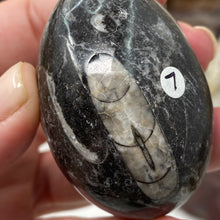 Bild in Galerie-Viewer laden, Orthoceras & Goniatite Ammonite Egg #07