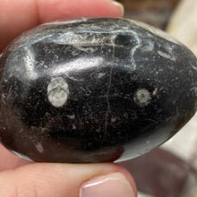 Bild in Galerie-Viewer laden, Orthoceras & Goniatite Ammonite Egg #07