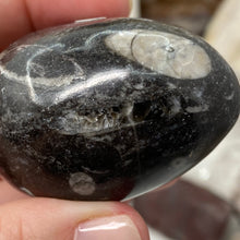 Bild in Galerie-Viewer laden, Orthoceras & Goniatite Ammonite Egg #07