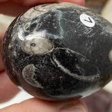 Bild in Galerie-Viewer laden, Orthoceras & Goniatite Ammonite Egg #07
