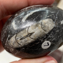 Bild in Galerie-Viewer laden, Orthoceras & Goniatite Ammonite Egg #07