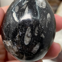 Bild in Galerie-Viewer laden, Orthoceras & Goniatite Ammonite Egg #09