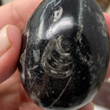 Bild in Galerie-Viewer laden, Orthoceras & Goniatite Ammonite Egg #09