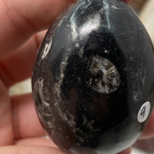 Bild in Galerie-Viewer laden, Orthoceras & Goniatite Ammonite Egg #09