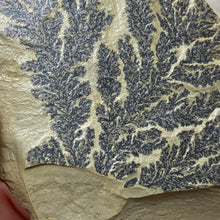 Cargar imagen en el visor de la galería, Limestone Dendritic Rough Slabs