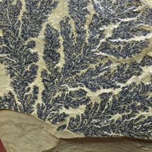Cargar imagen en el visor de la galería, Limestone Dendritic Rough Slabs
