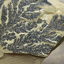 Cargar imagen en el visor de la galería, Limestone Dendritic Rough Slabs