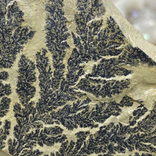 Cargar imagen en el visor de la galería, Limestone Dendritic Rough Slabs