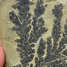 Cargar imagen en el visor de la galería, Limestone Dendritic Rough Slabs