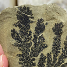 Cargar imagen en el visor de la galería, Limestone Dendritic Rough Slabs