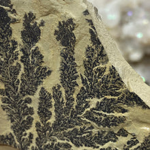 Cargar imagen en el visor de la galería, Limestone Dendritic Rough Slabs