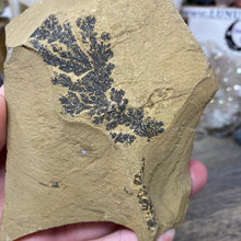 Cargar imagen en el visor de la galería, Limestone Dendritic Rough Slabs