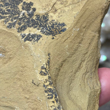 Cargar imagen en el visor de la galería, Limestone Dendritic Rough Slabs