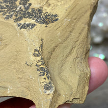 Cargar imagen en el visor de la galería, Limestone Dendritic Rough Slabs