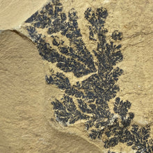 Cargar imagen en el visor de la galería, Limestone Dendritic Rough Slabs