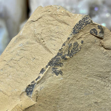 Cargar imagen en el visor de la galería, Limestone Dendritic Rough Slabs