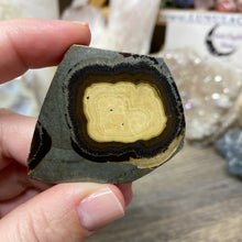 将图像加载到图库查看器中,Schalenblende Semi Polished Slice #05