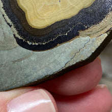 将图像加载到图库查看器中,Schalenblende Semi Polished Slice #05