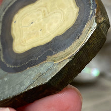 将图像加载到图库查看器中,Schalenblende Semi Polished Slice #05