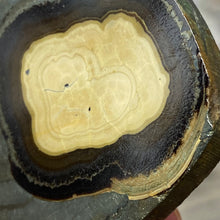 将图像加载到图库查看器中,Schalenblende Semi Polished Slice #05