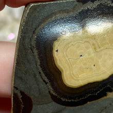 将图像加载到图库查看器中,Schalenblende Semi Polished Slice #05