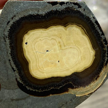 将图像加载到图库查看器中,Schalenblende Semi Polished Slice #05