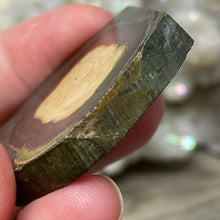 将图像加载到图库查看器中,Schalenblende Semi Polished Slice #05