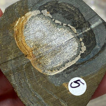 将图像加载到图库查看器中,Schalenblende Semi Polished Slice #05