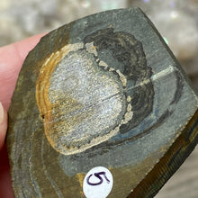 将图像加载到图库查看器中,Schalenblende Semi Polished Slice #05