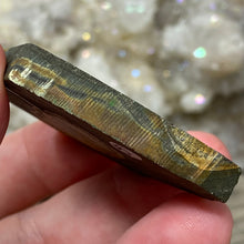 将图像加载到图库查看器中,Schalenblende Semi Polished Slice #05