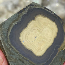 将图像加载到图库查看器中,Schalenblende Semi Polished Slice #05