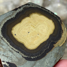 将图像加载到图库查看器中,Schalenblende Semi Polished Slice #05