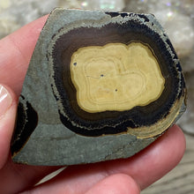 将图像加载到图库查看器中,Schalenblende Semi Polished Slice #05