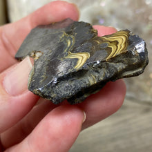 将图像加载到图库查看器中,Schalenblende Semi Polished Slice #06