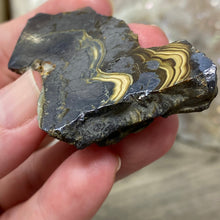 将图像加载到图库查看器中,Schalenblende Semi Polished Slice #06