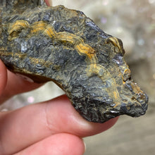 将图像加载到图库查看器中,Schalenblende Semi Polished Slice #06